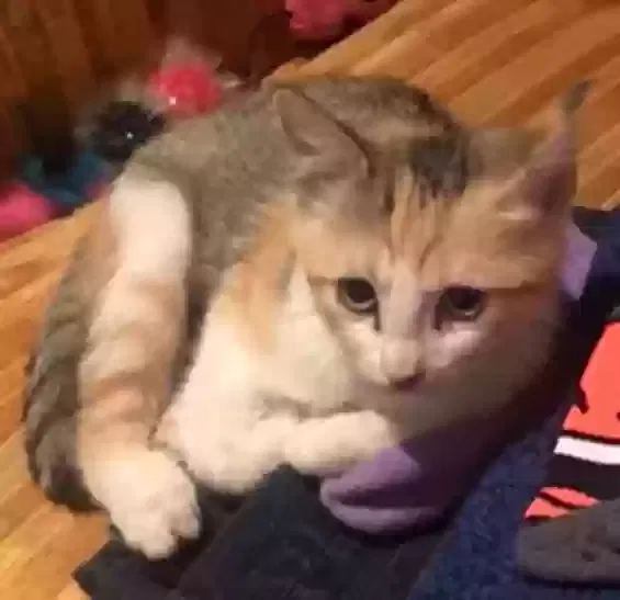 Lost cat in Las Vegas, NV, 89110