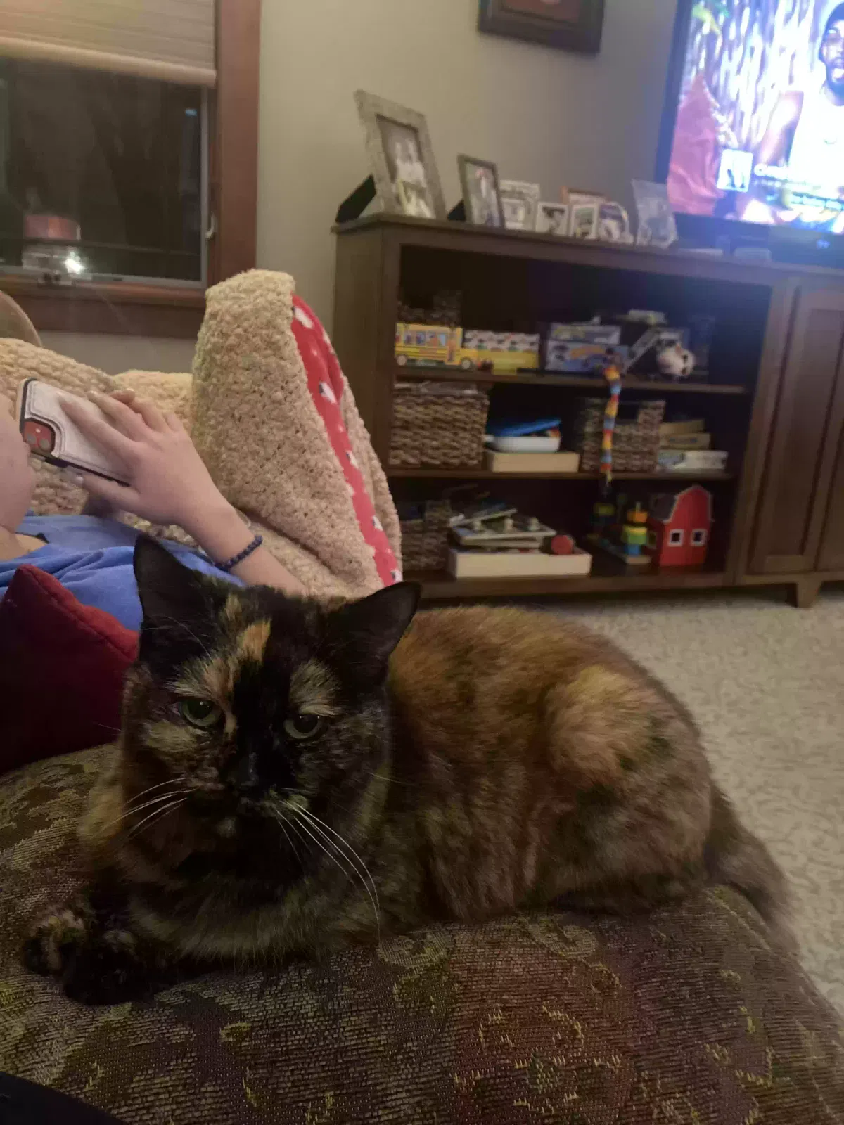 Lost cat in Cleveland, OH, 44109