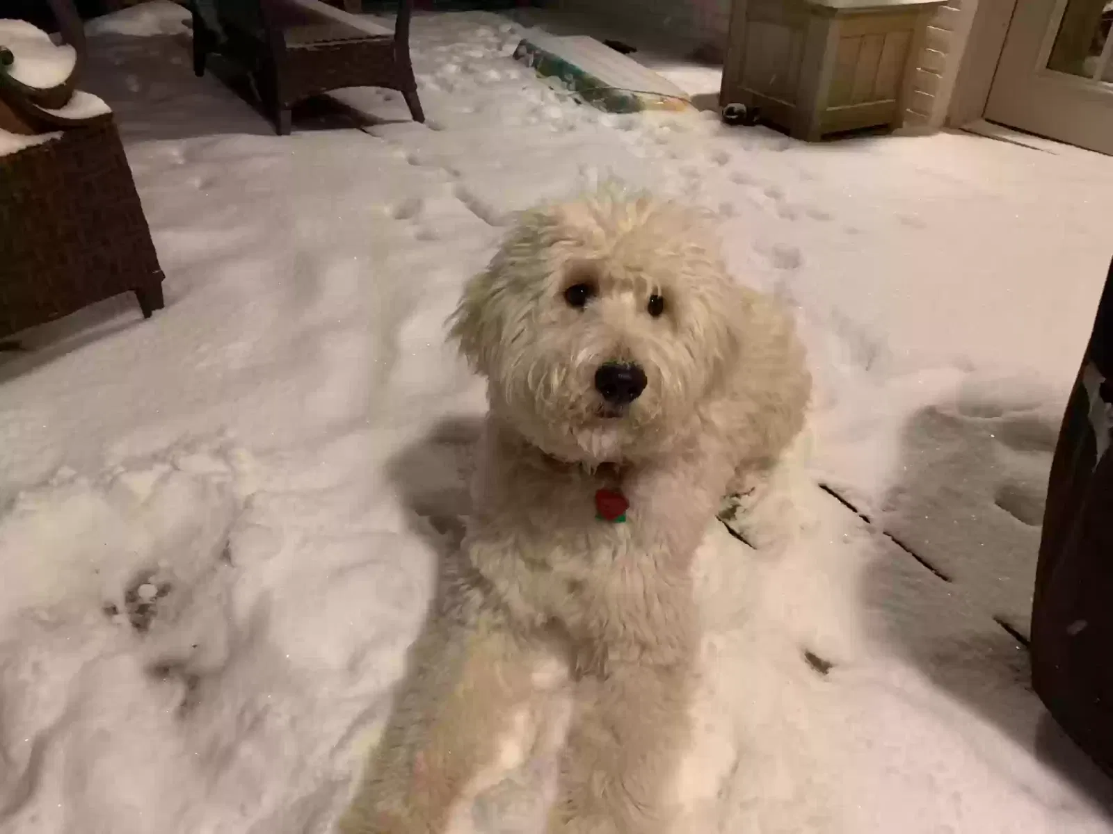 Lost dog in Arlington, TN, 38002