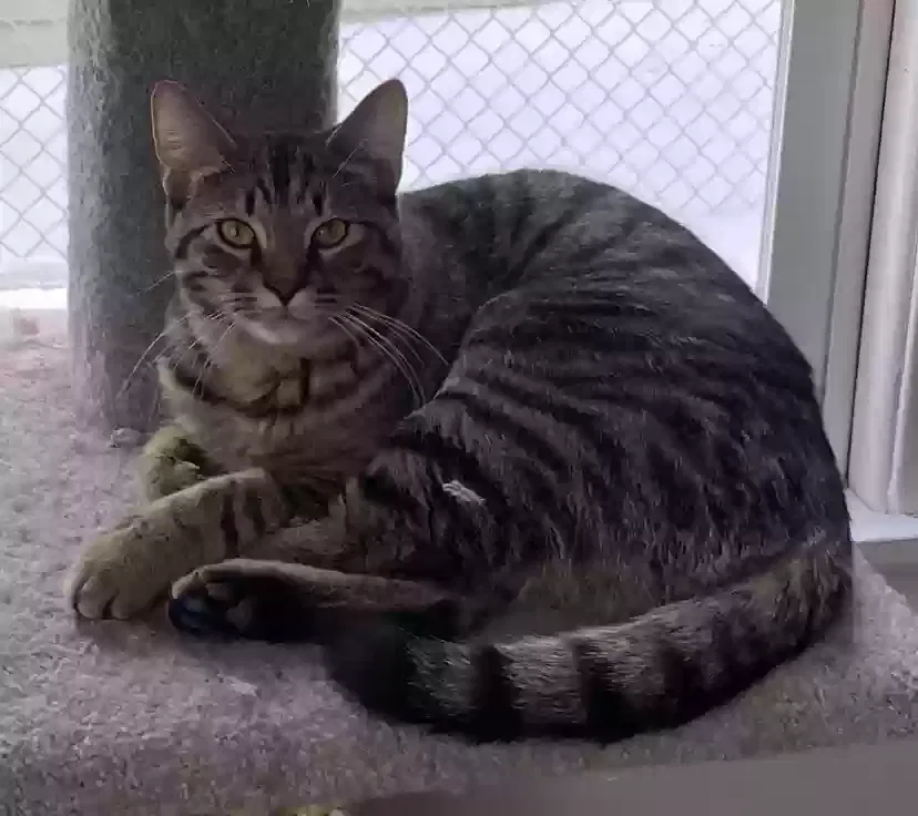 Lost cat in Minneapolis, MN, 55430