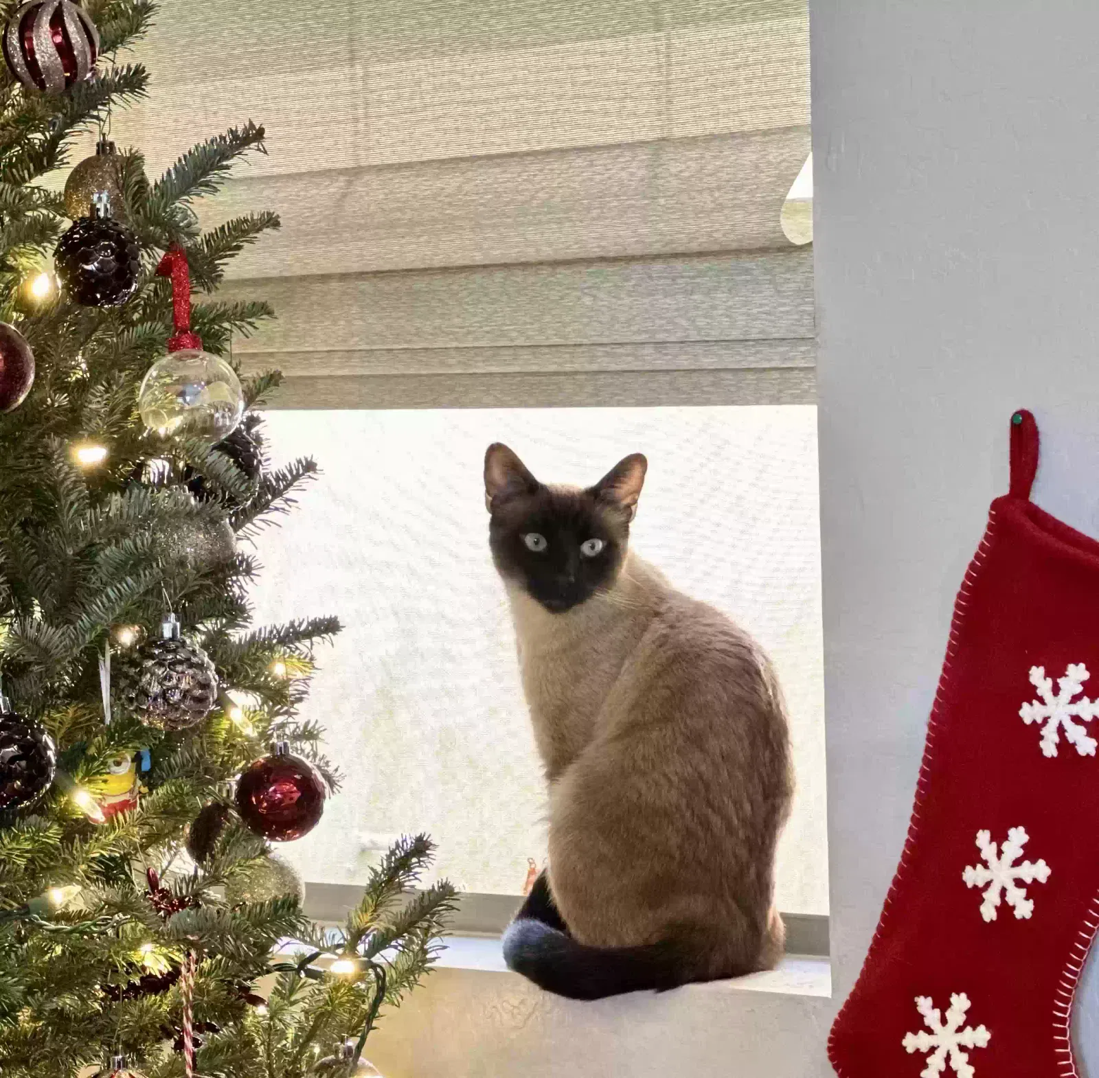 Lost cat in Phoenix, AZ, 85032