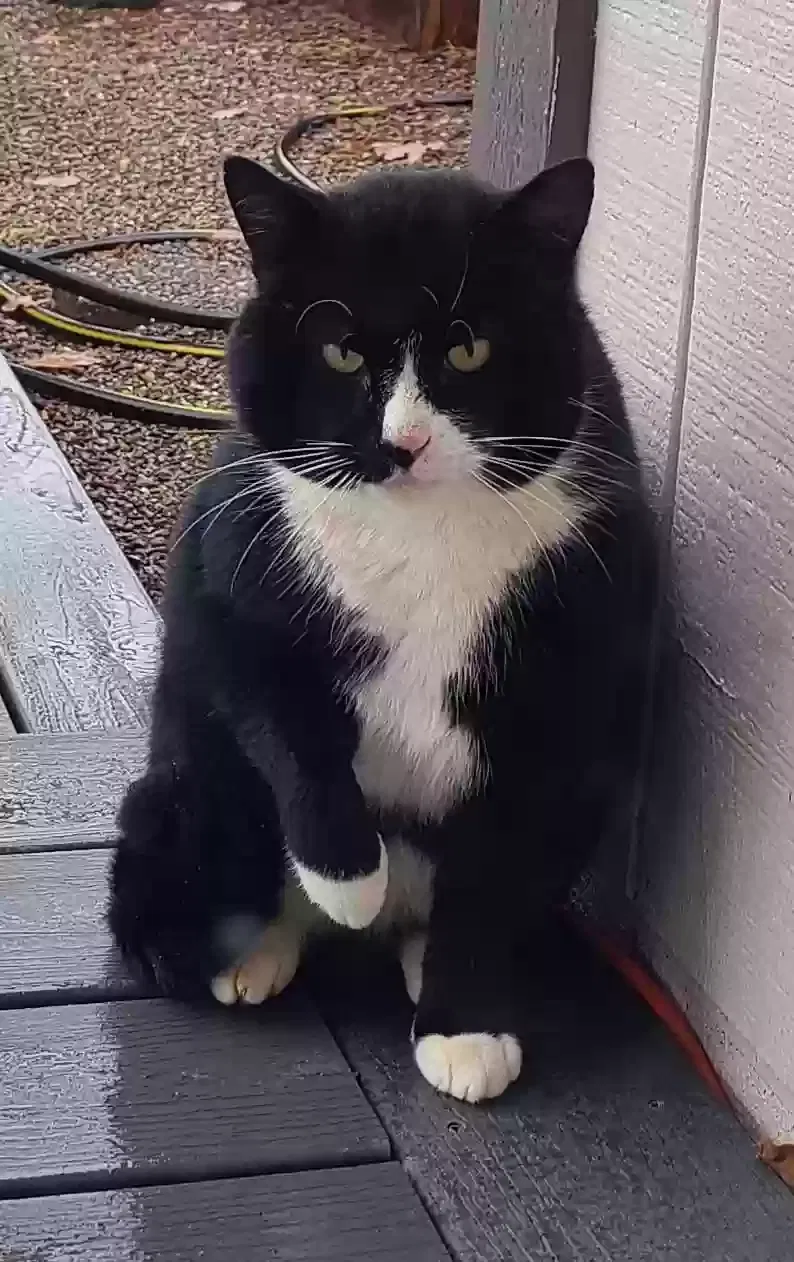 Lost cat in Vancouver, WA, 98686