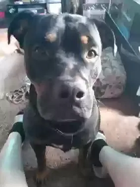 Lost dog in Slaton, TX, 79364