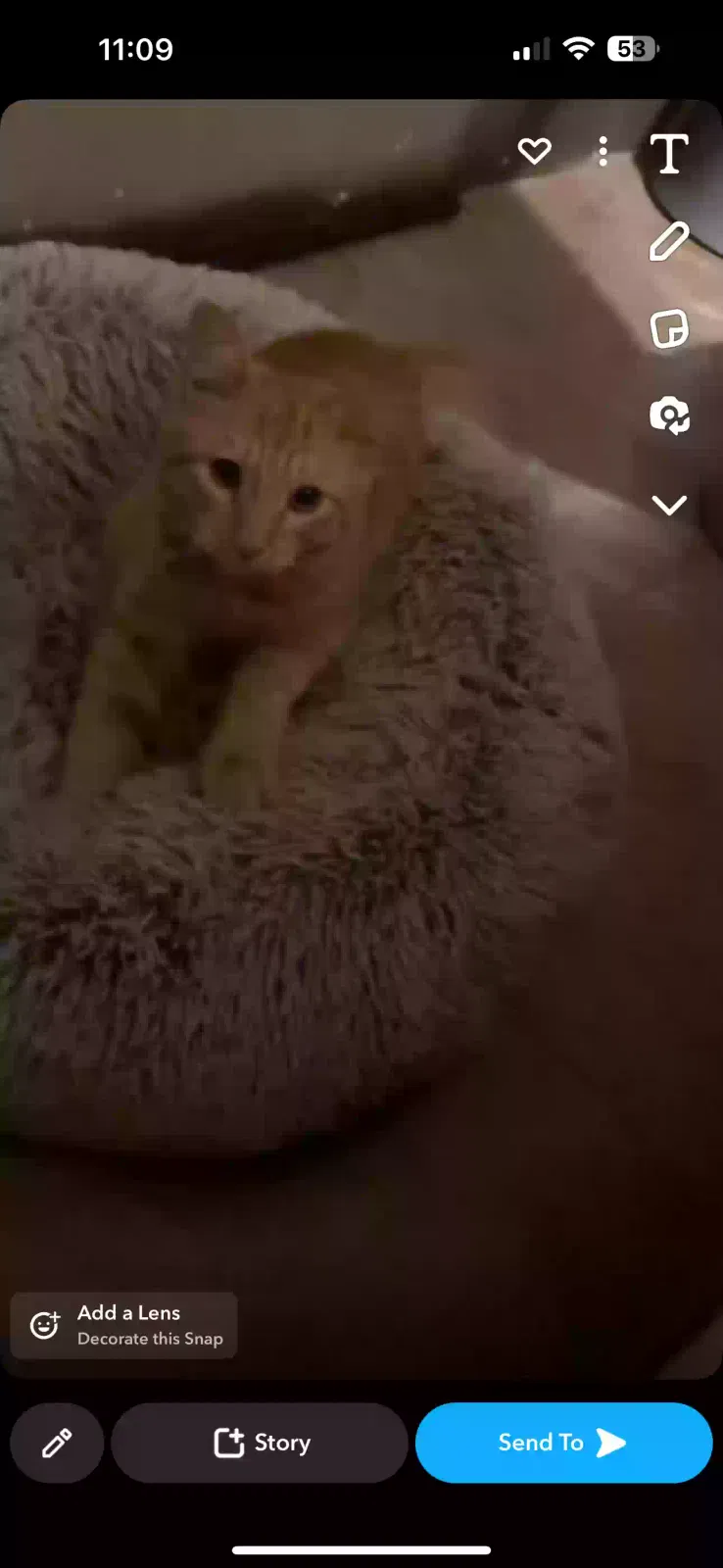 Lost cat in Las Vegas, NV, 89115