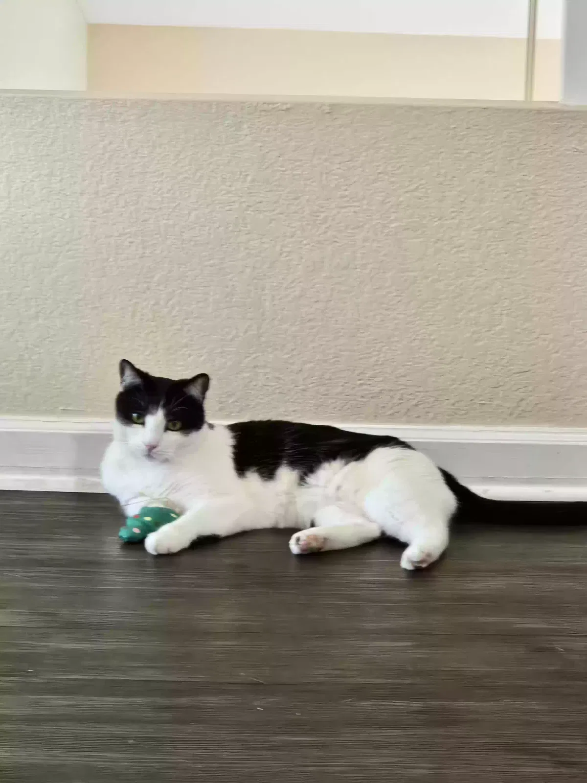 Lost cat in Phoenix, AZ, 85023