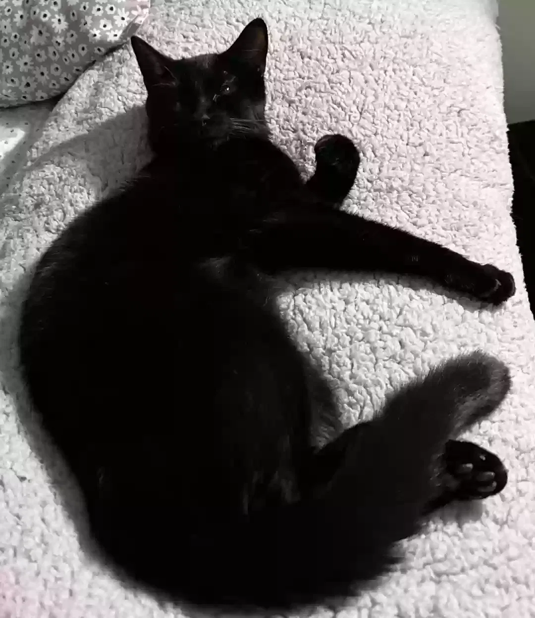 Found Cat