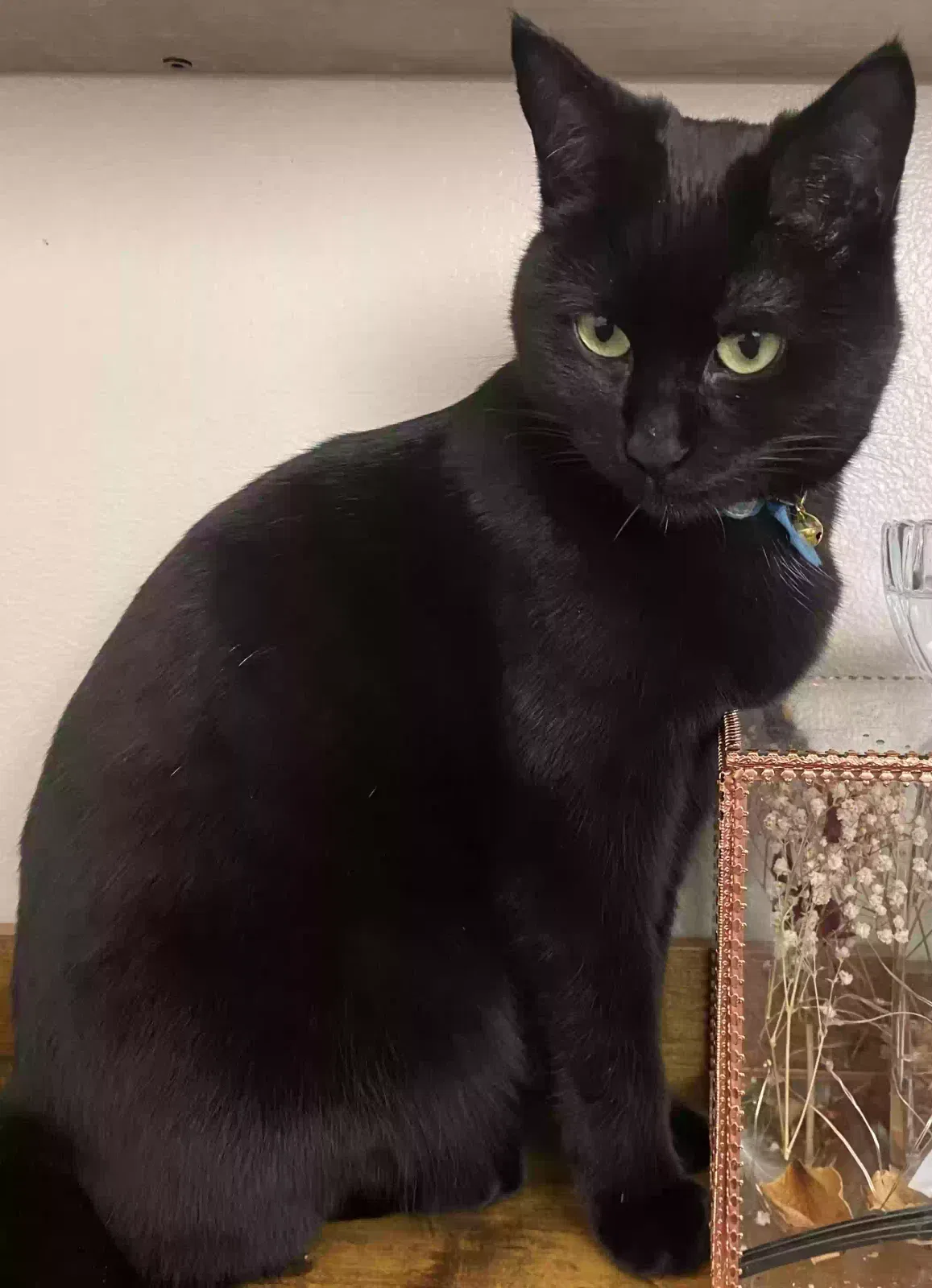 Lost cat in Everett, WA, 98201
