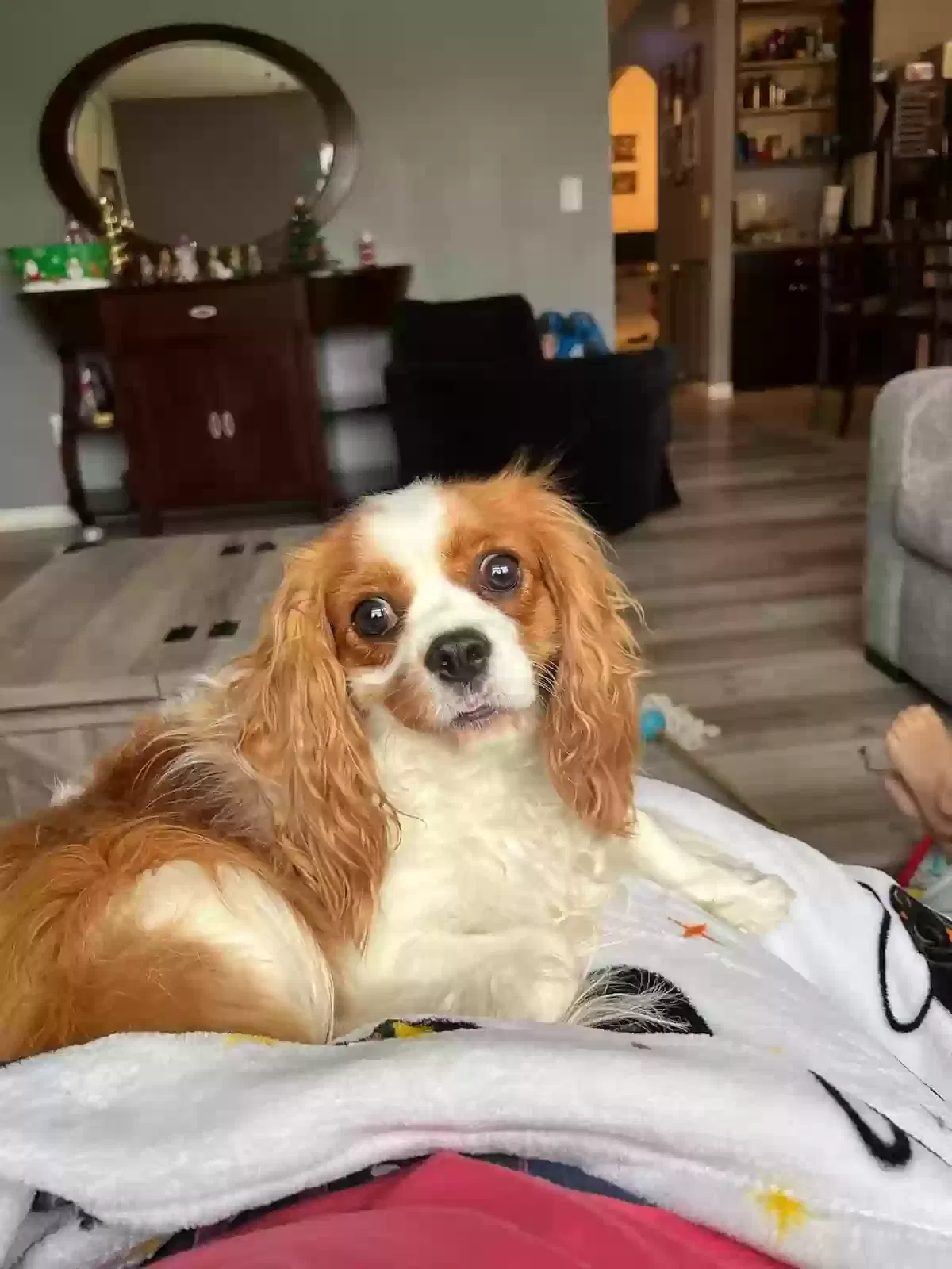 Lost dog in Ocala, FL, 34470