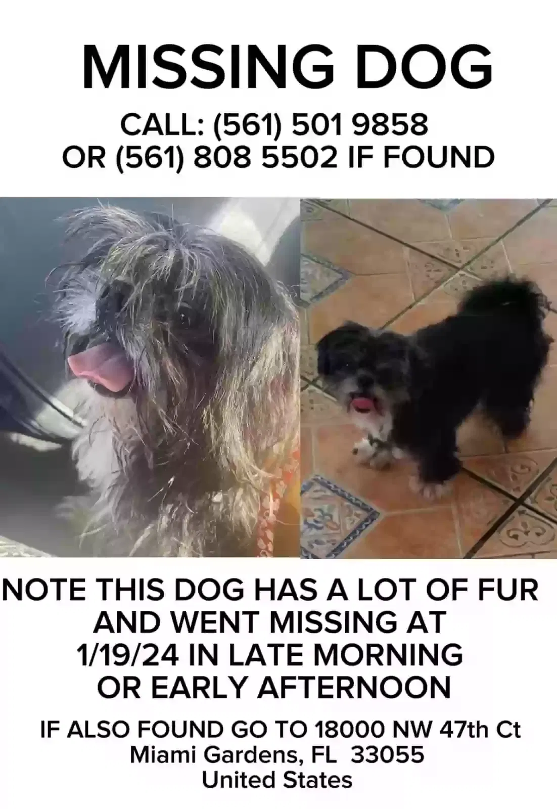 Lost dog in Opa Locka, FL, 33055
