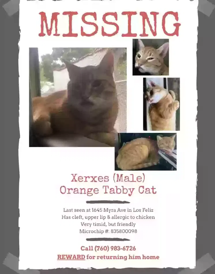 Lost cat in Los Angeles, CA, 90027