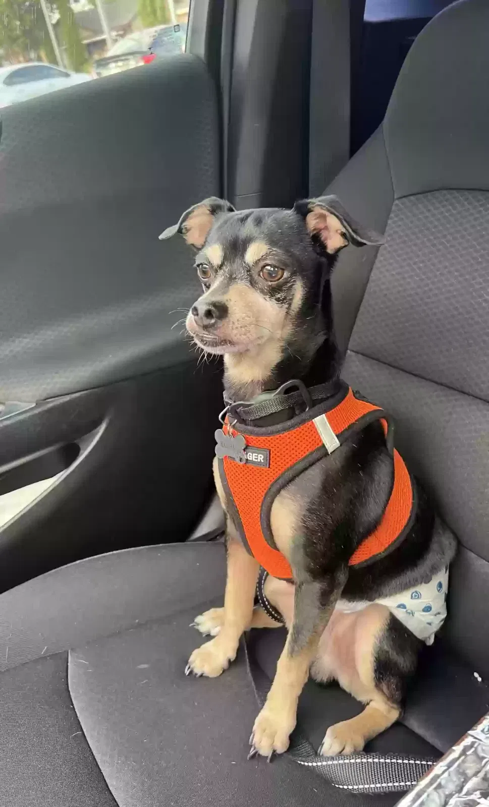 Lost dog in Dallas, TX, 75233