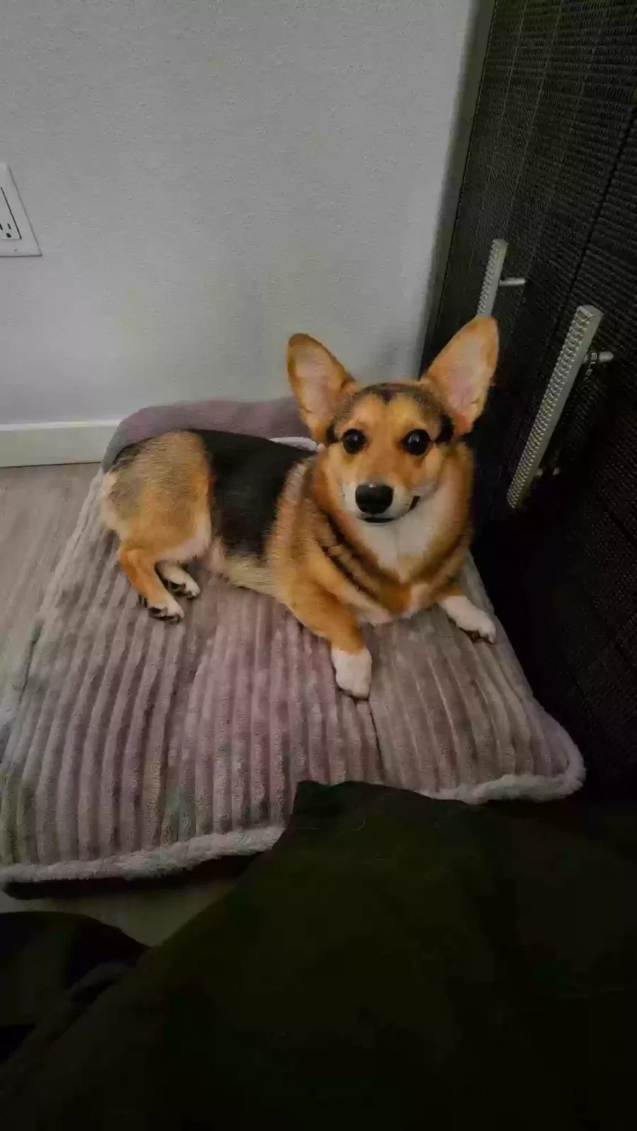 Lost dog in Phoenix, AZ, 85027