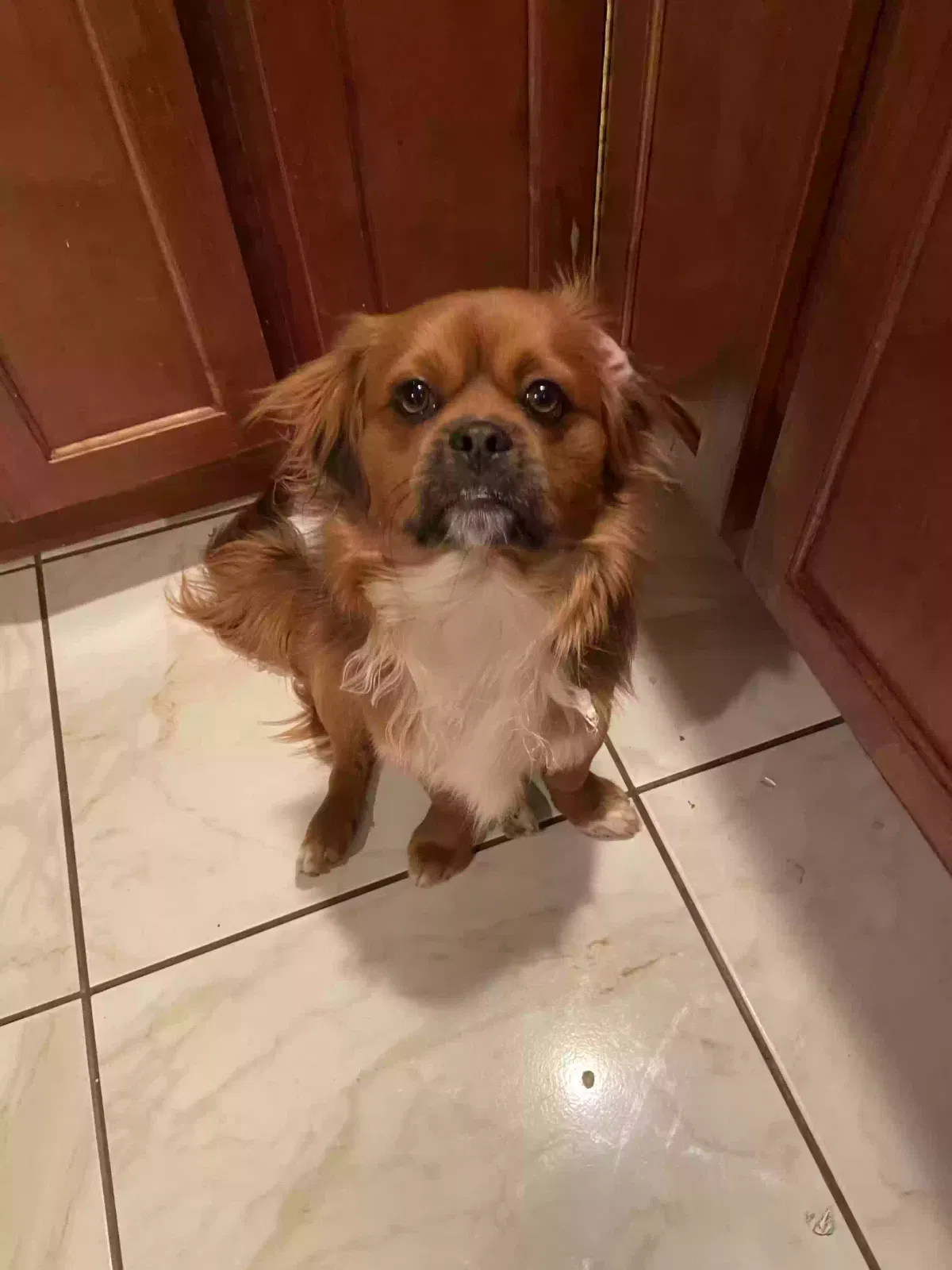 Lost dog in Los Lunas, NM, 87031