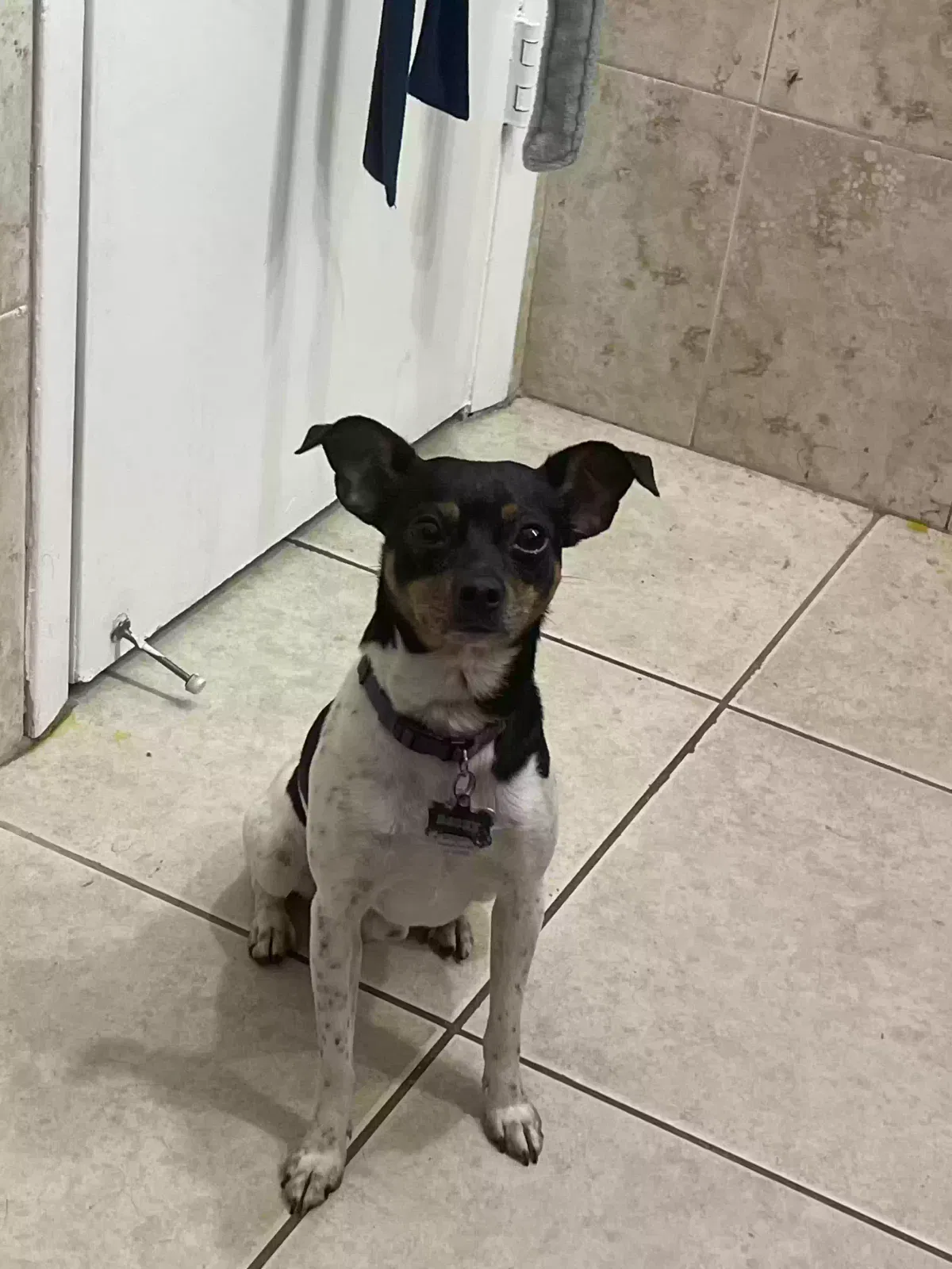 Lost dog in Miami, FL, 33144