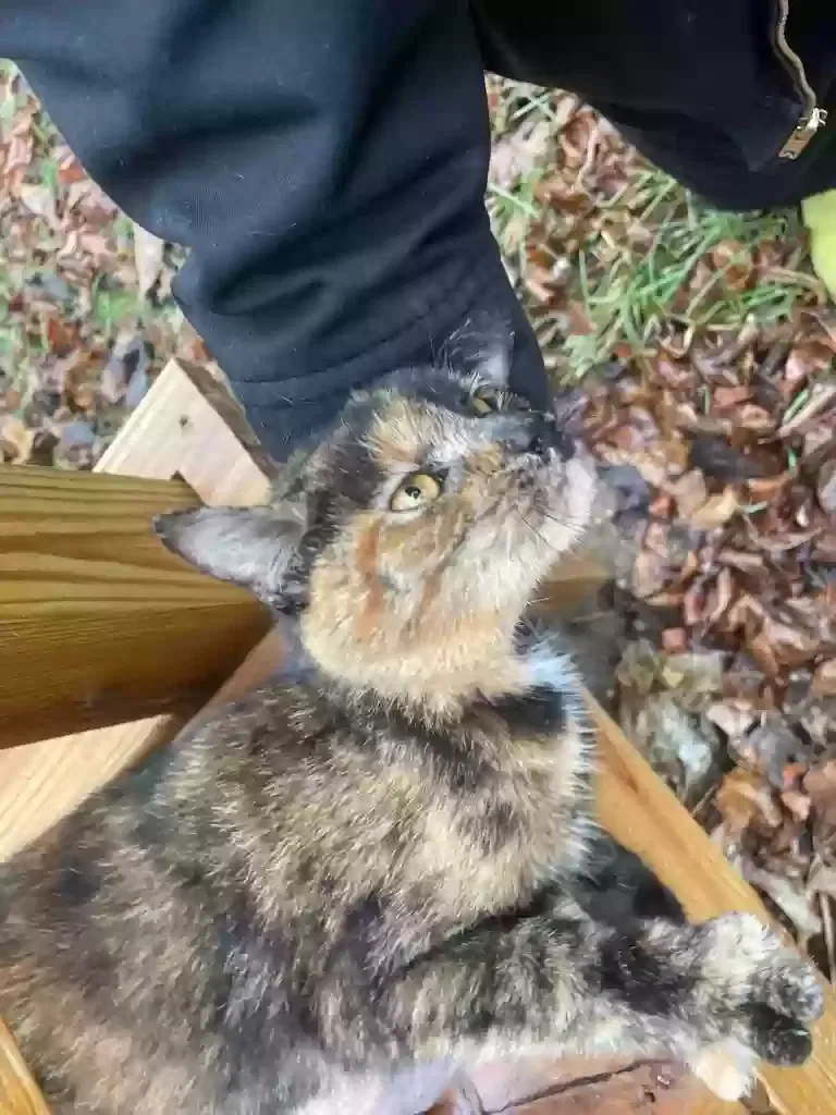 Found cat in Indianapolis, IN, 46205