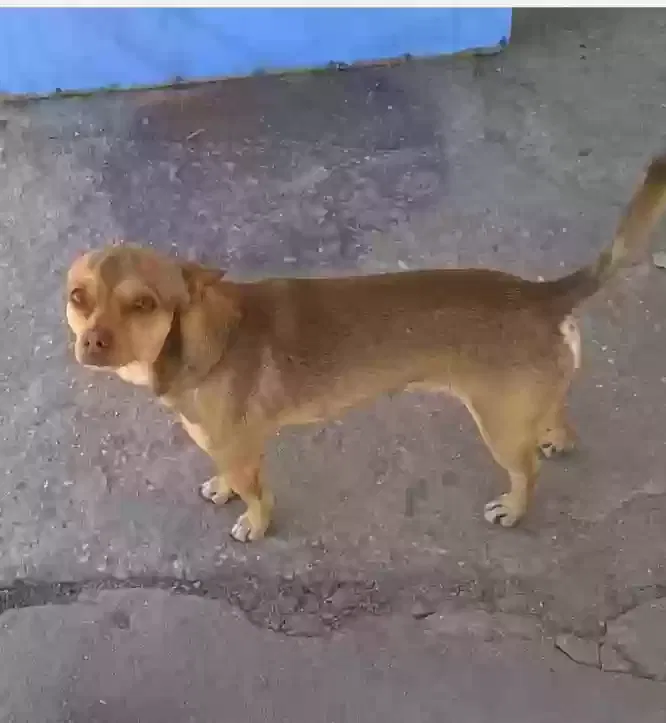 Lost dog in Deming, NM, 88030