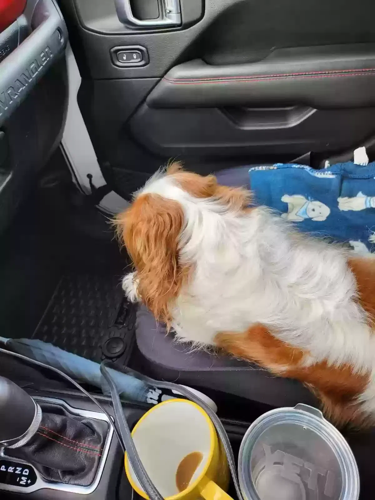 Found dog in Ocala, FL, 34470