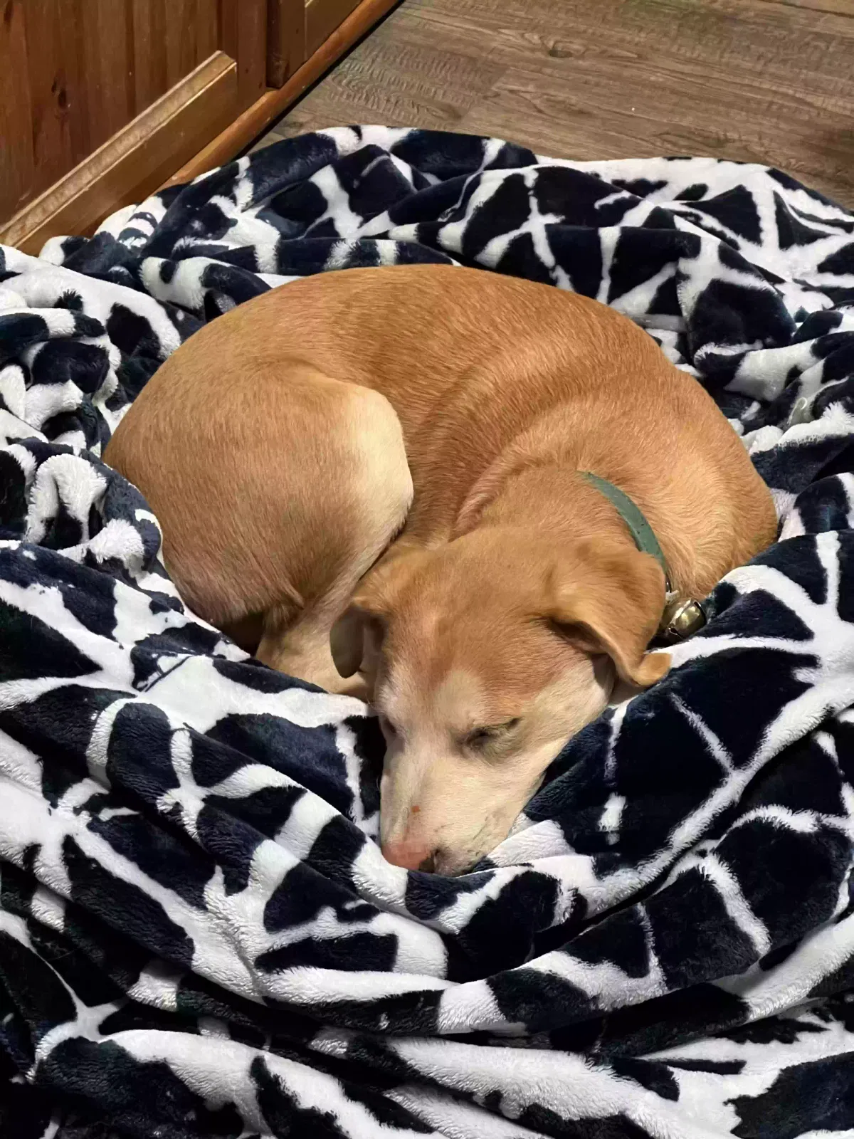 Lost dog in Raymond, WA, 98577