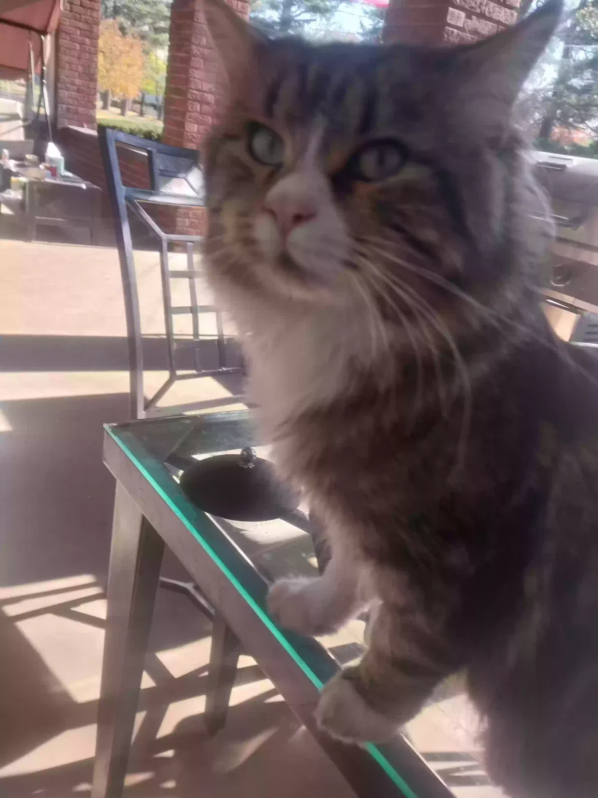 Lost cat in New Castle, PA, 16101