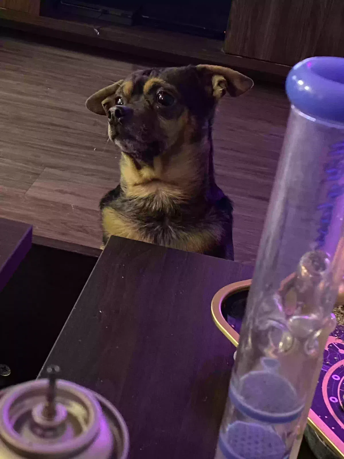 Lost dog in San Antonio, TX, 78240