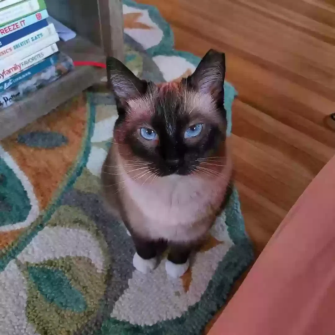 Lost cat in Centereach, NY, 11720