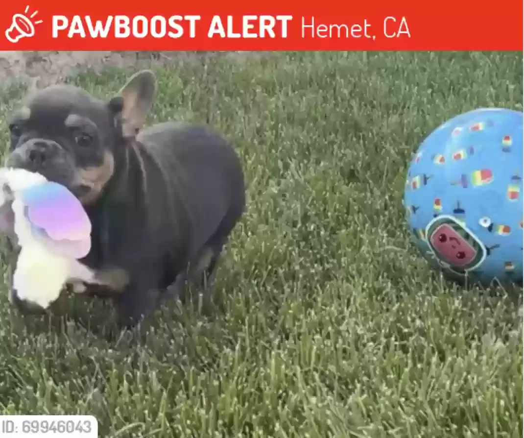 Lost dog in Hemet, CA, 92545