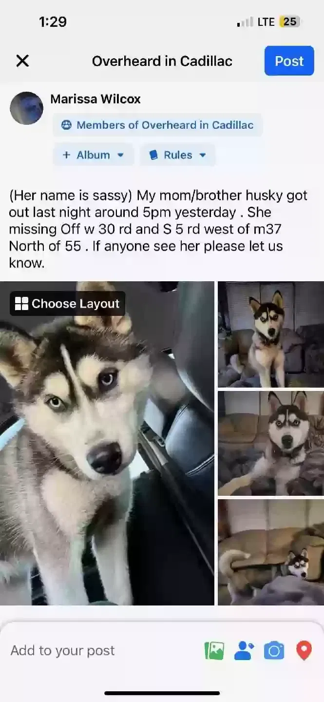 Lost dog in Harrietta, MI, 49638
