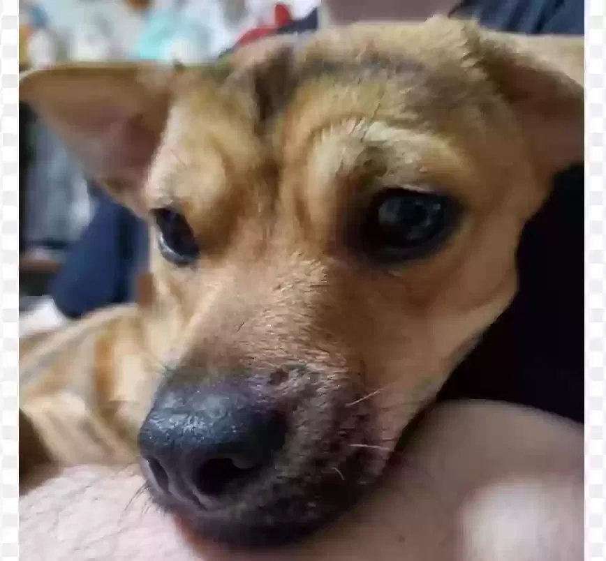 Lost dog in Austin, TX, 78723