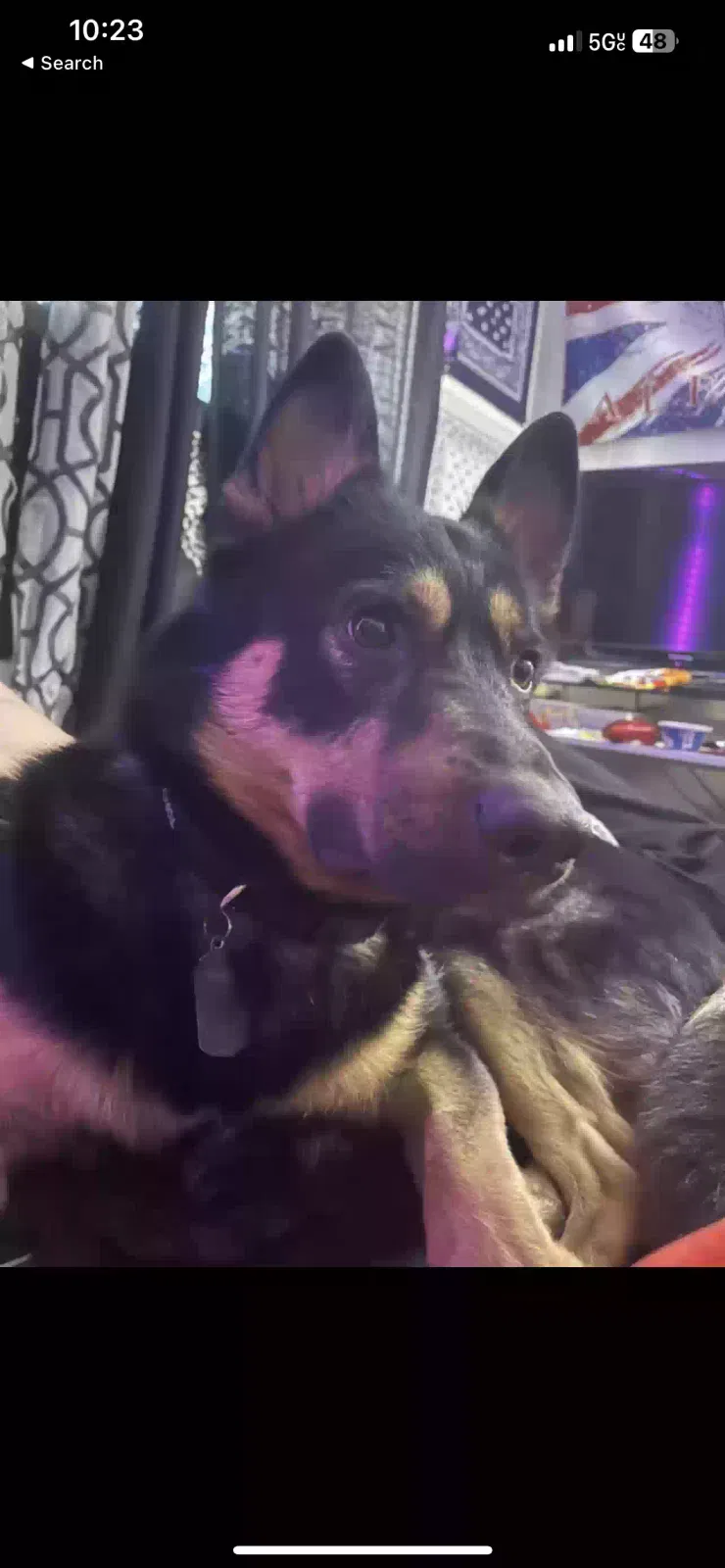 Lost dog in Tempe, AZ, 85281