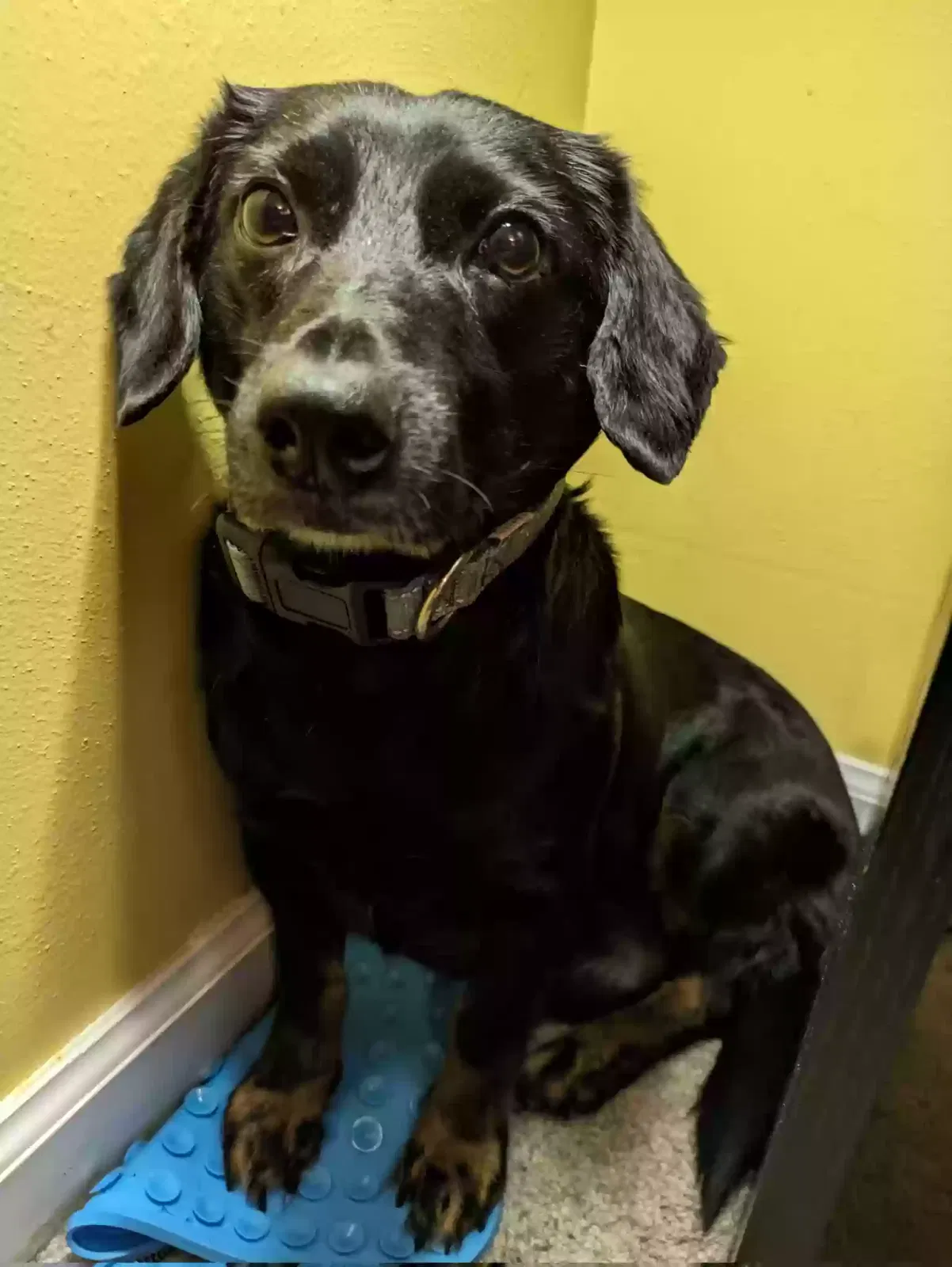 Lost dog in Saint Louis, MO, 63146