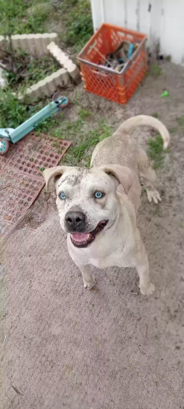 Lost dog in Spring Hill, FL, 34609