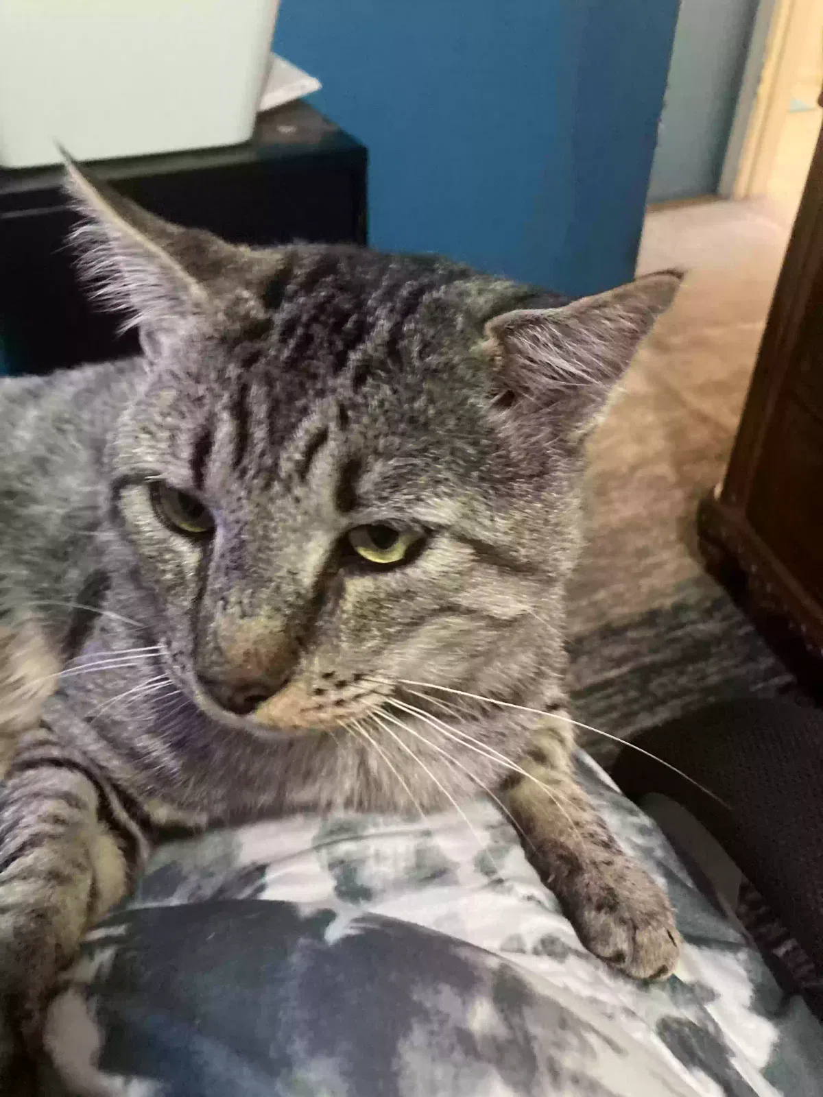 Lost cat in Vista, CA, 92083
