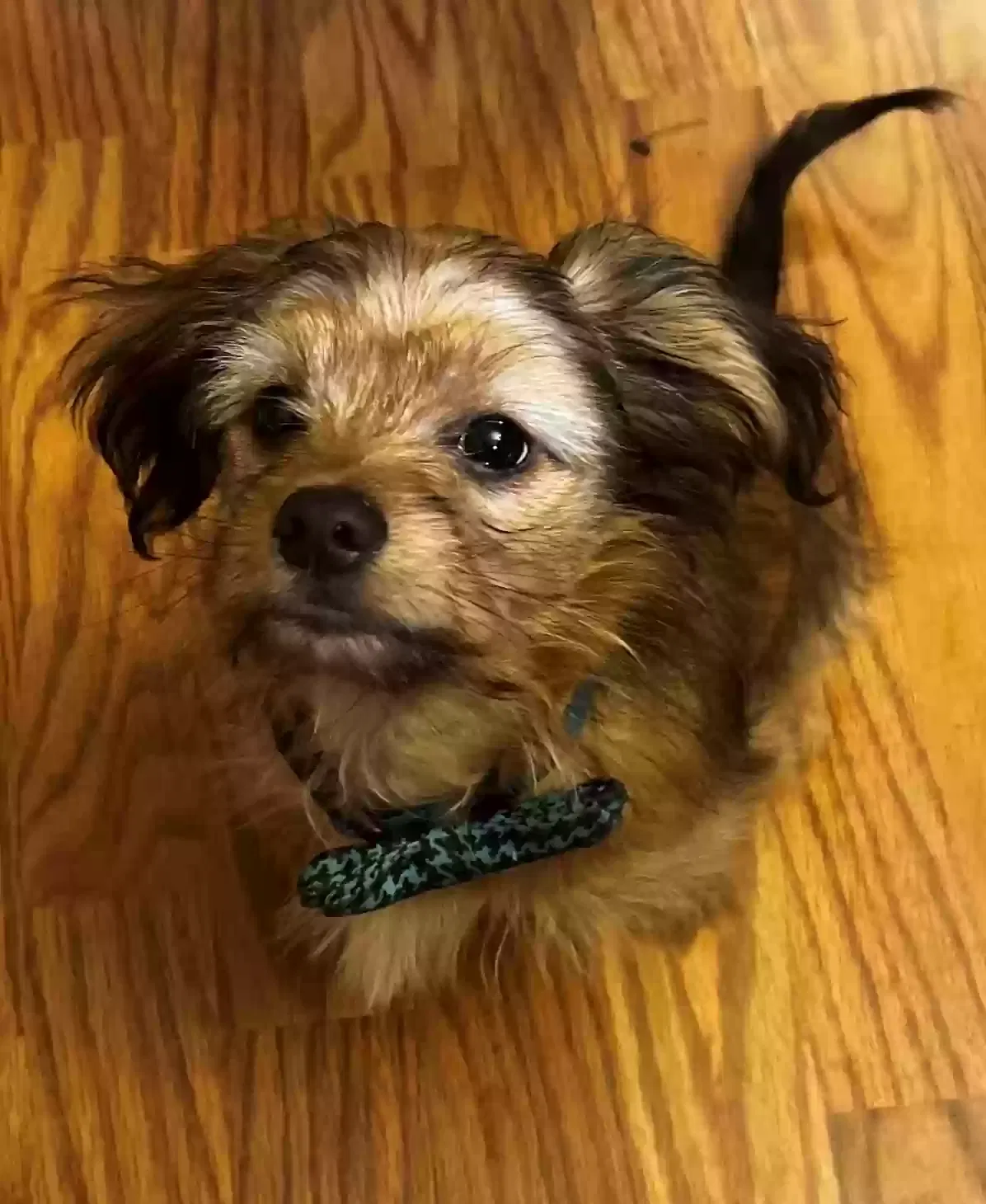 Lost dog in Little Rock, AR, 72210