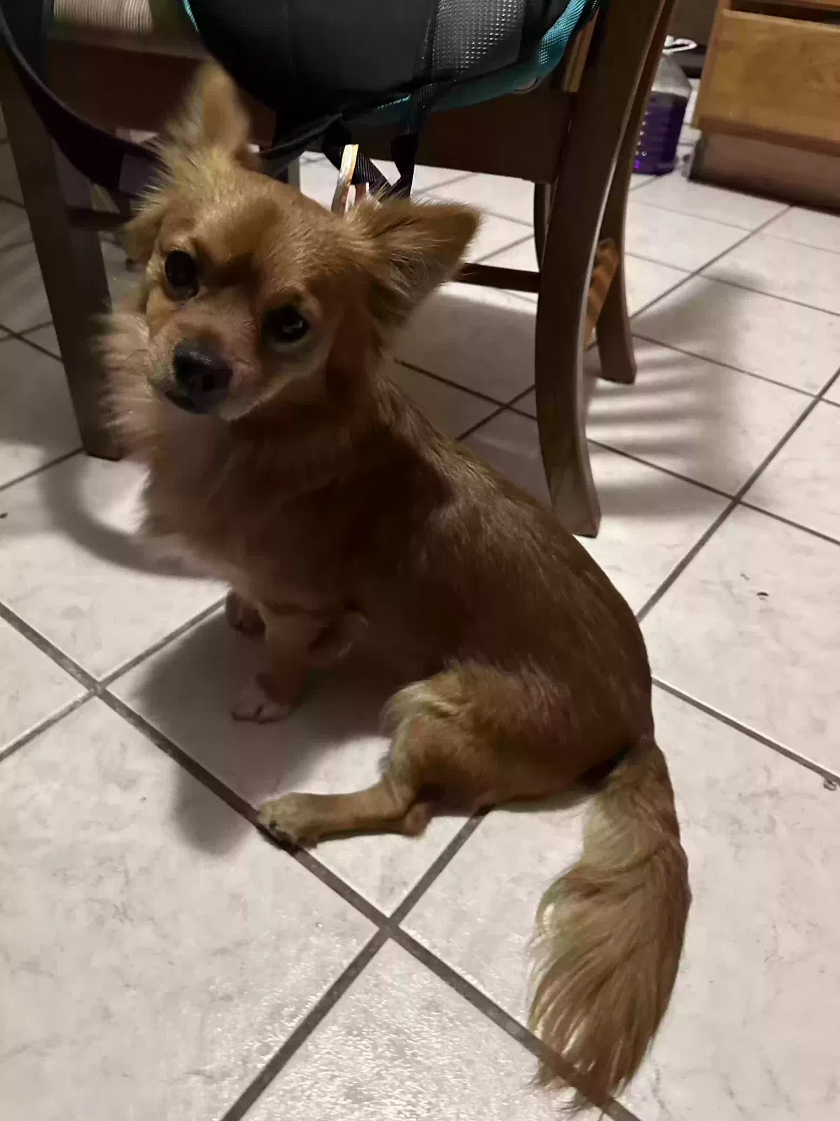 Lost dog in Winter Haven, FL, 33880