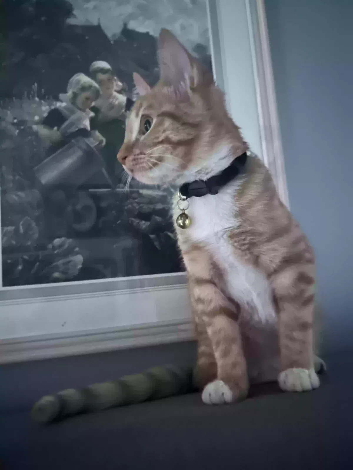 Lost cat in Houston, TX, 77016