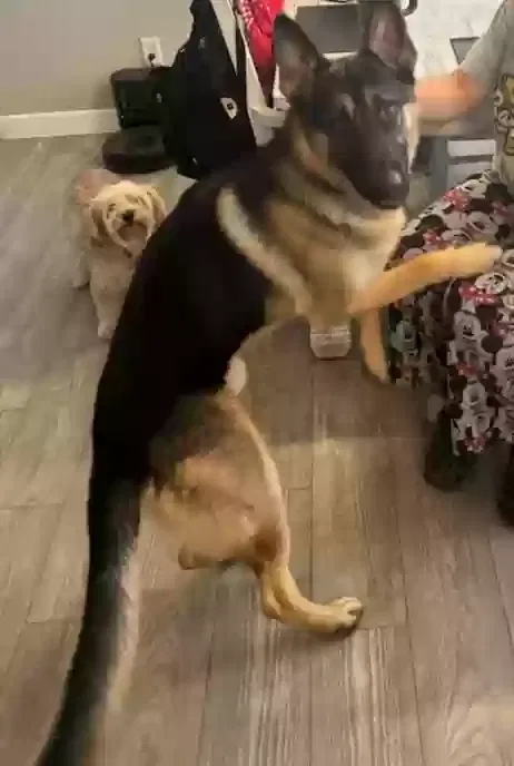 Lost dog in El Mirage, AZ, 85335