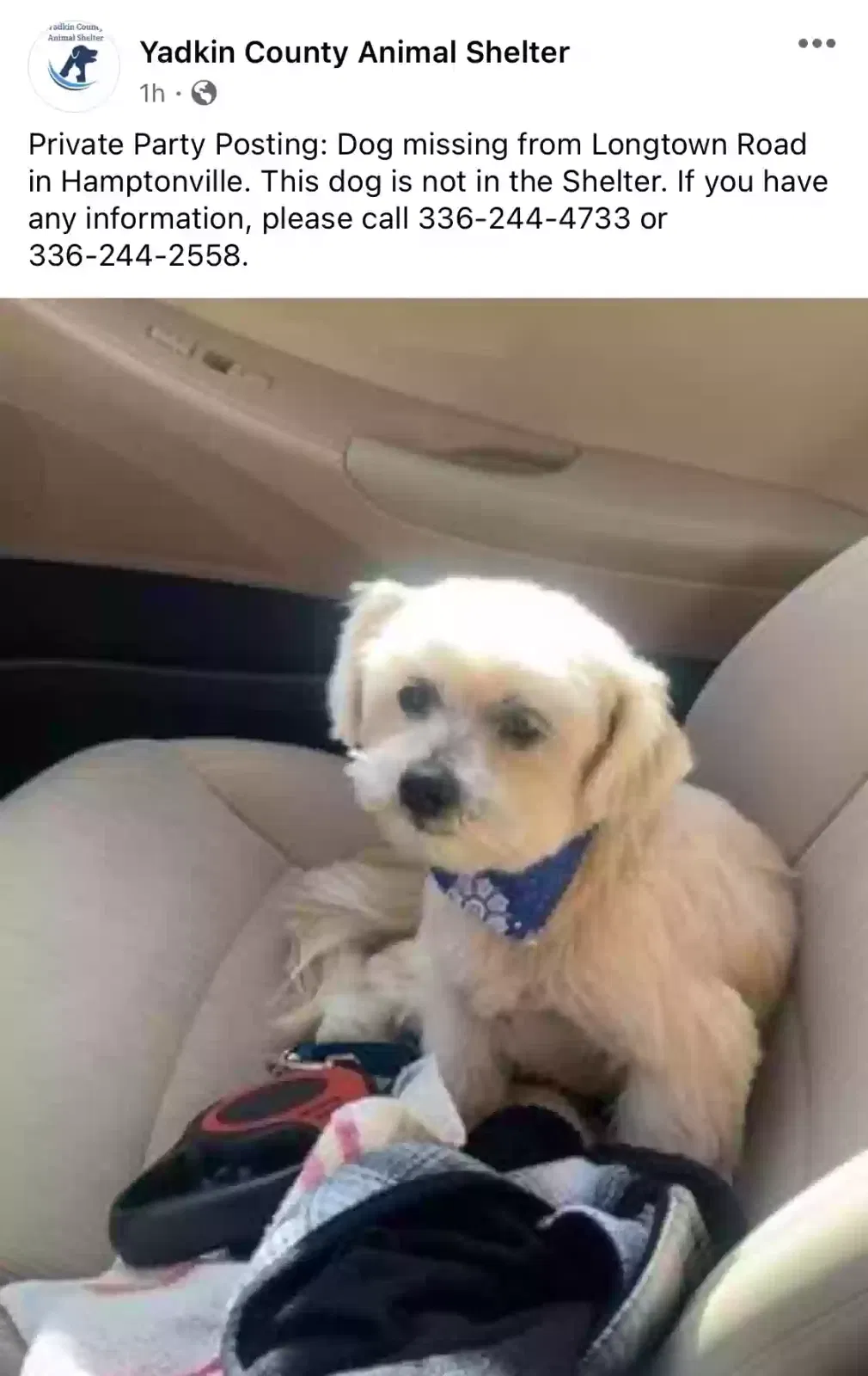 Lost dog in Yadkinville, NC, 27055