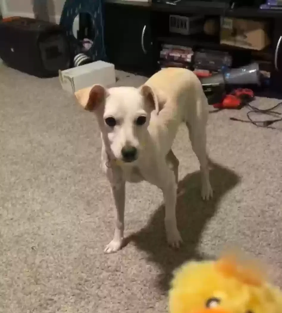 Lost dog in Mesa, AZ, 85202