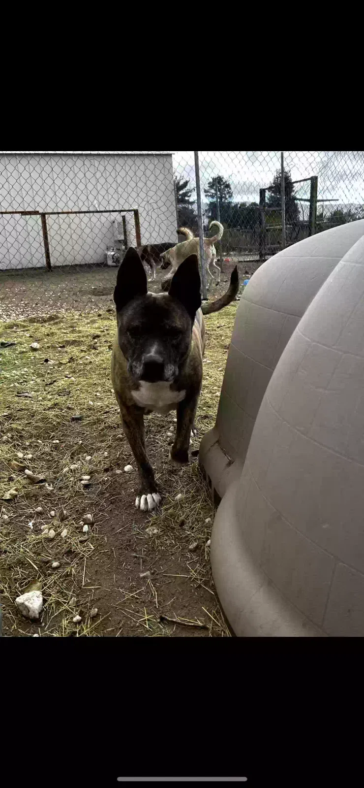 Lost dog in Lucerne Valley, CA, 92356