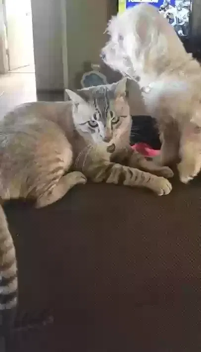 Lost cat in Escondido, CA, 92027