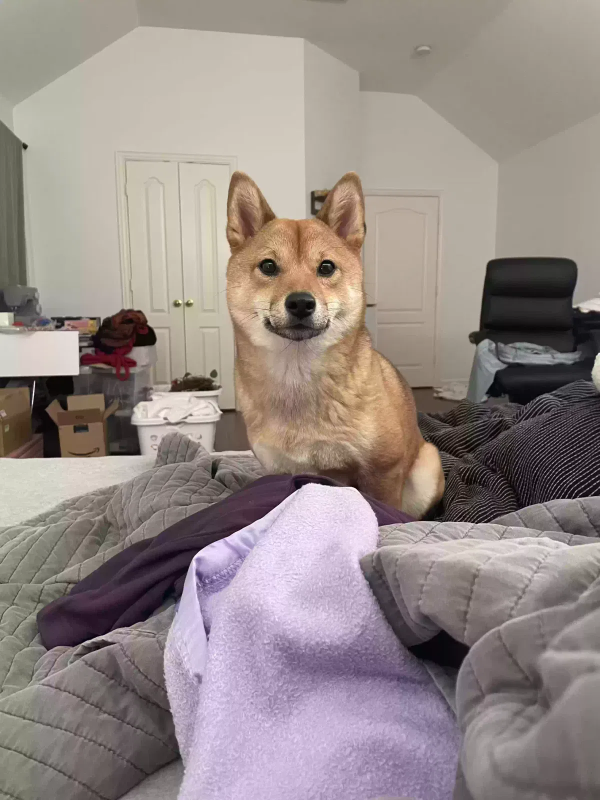 Lost dog in Plano, TX, 75024