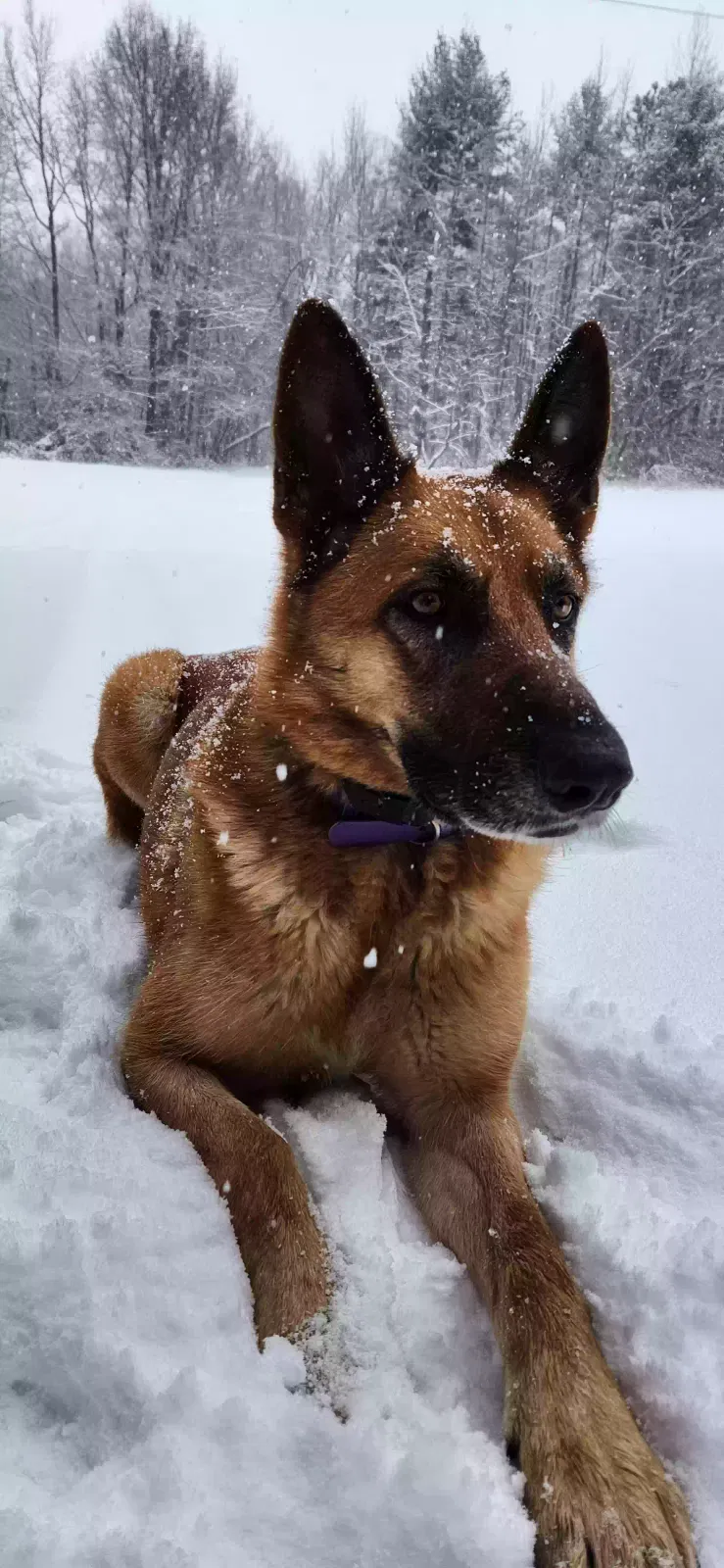Lost dog in Millington, MD, 21651