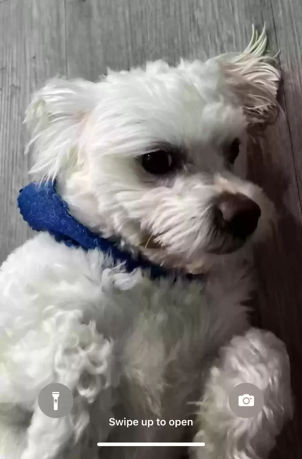 Lost dog in Fresno, CA, 93722