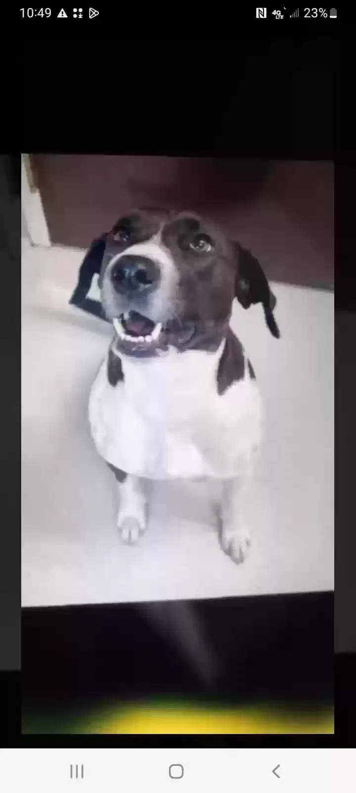 Lost dog in Labadie, MO, 63055