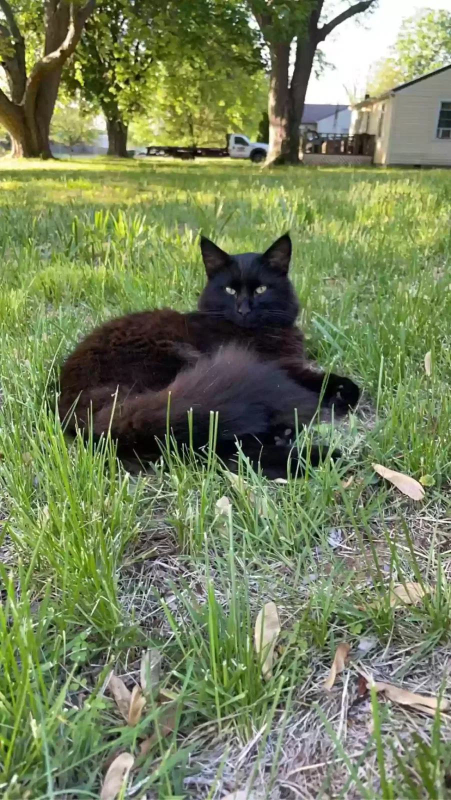 Lost cat in Greenwood, IN, 46143
