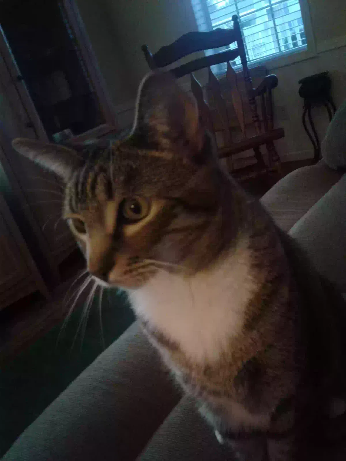 Lost cat in Pensacola, FL, 32504