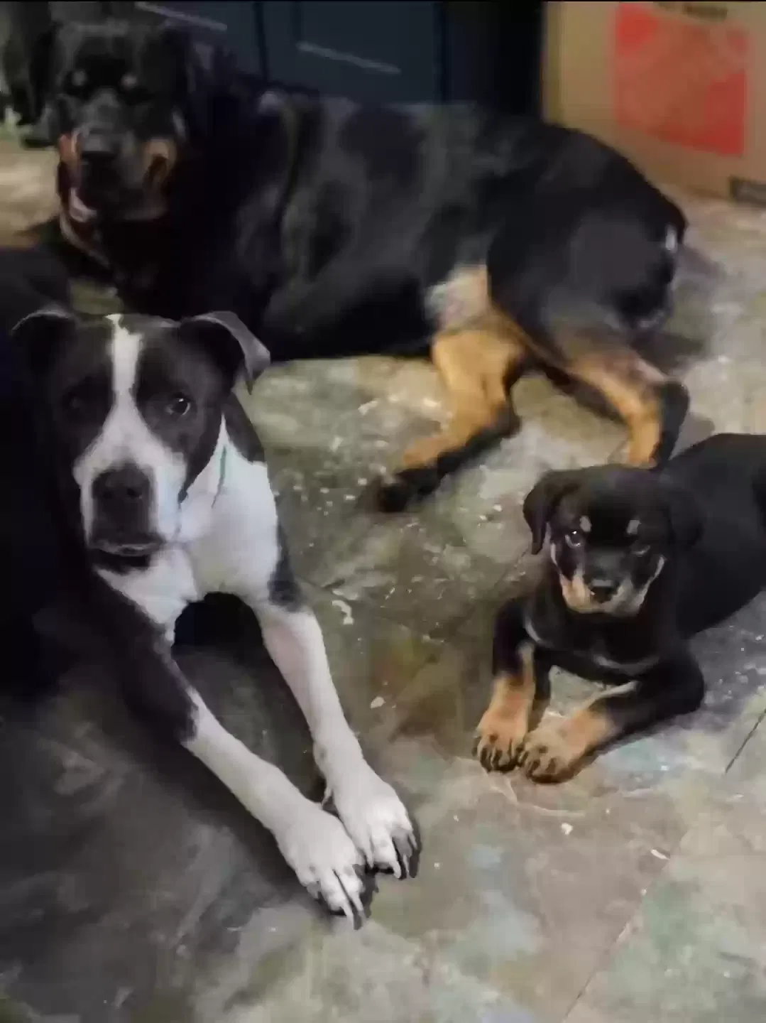 Lost dog in Sacramento, CA, 95825