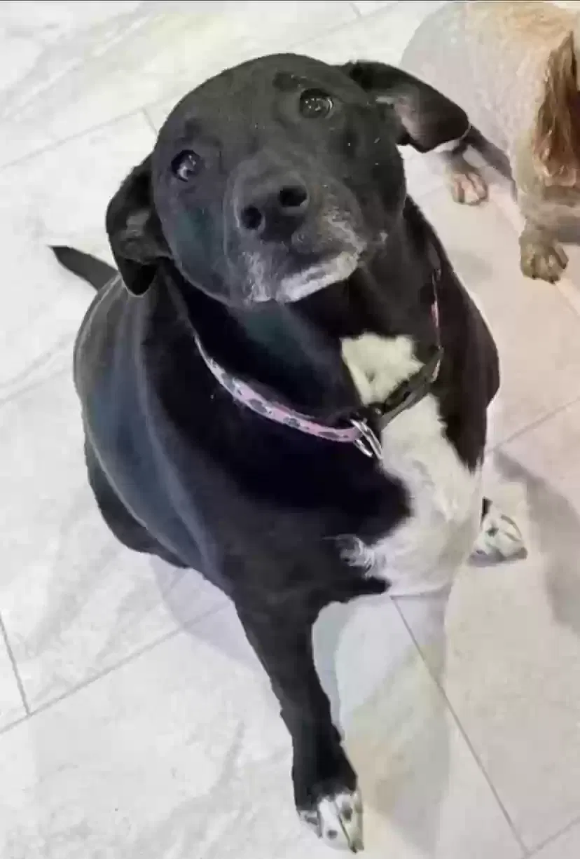 Lost dog in Manchester, MD, 21102
