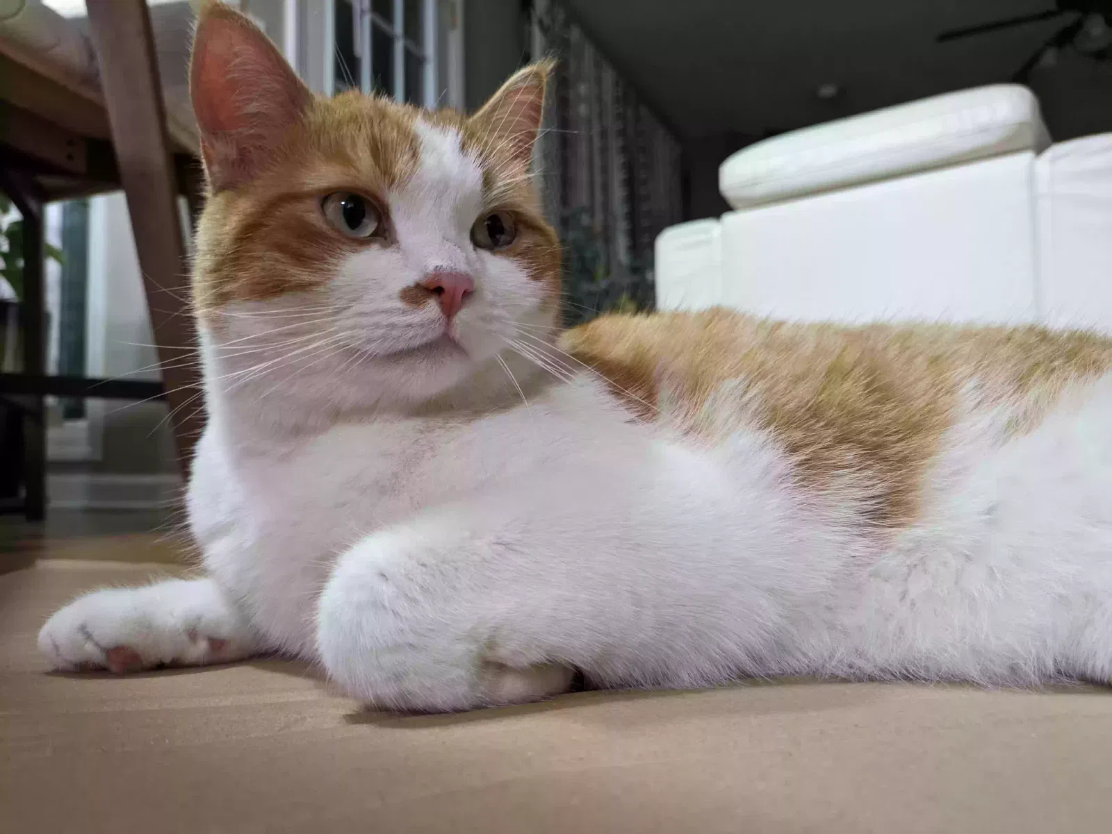 Lost cat in Durham, NC, 27713
