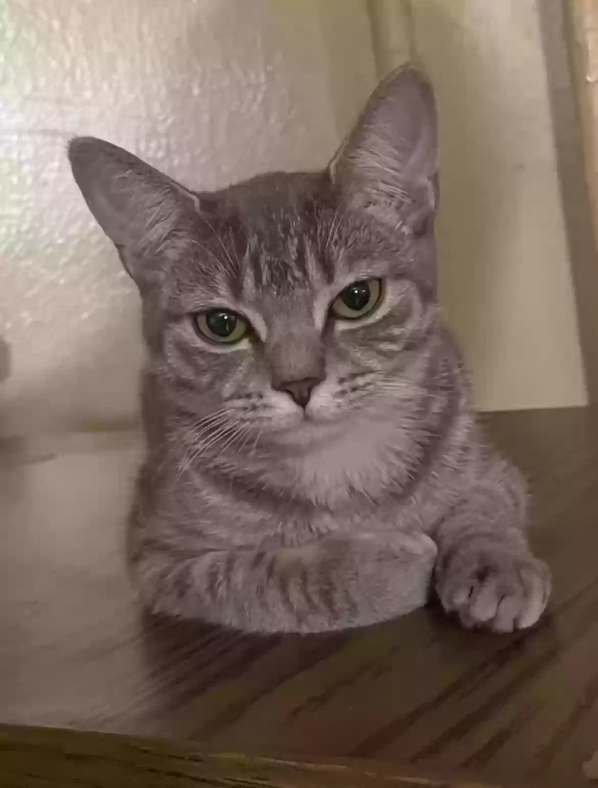 Lost cat in Brooklyn, NY, 11223
